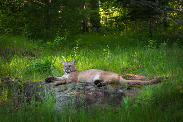 Adult Female Cougar (Puma concolor) Lies on Rock Tongue Out