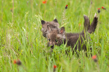 Fototapeta premium Two Red Fox (Vulpes vulpes) Kits in the Grass