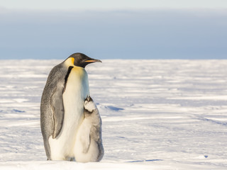 Emperor Penguins on the frozen Weddell sea.