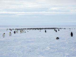 Emperor Penguins on the frozen Weddell sea.