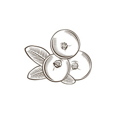 Cranberry in vintage style