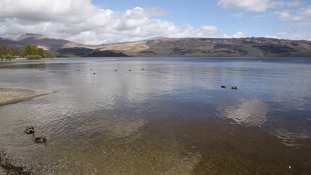 Loch Lomond Scotland UK The Trossachs National Park on a calm day with ducks and mountains popular Scottish tourist destination pan