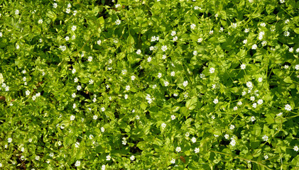 Densely growing fine weed as natural background.