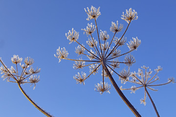 Hedge Parsley Torilis japonica frosted in an early winter's day