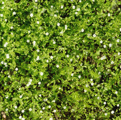 Obraz premium Densely growing fine weed as natural background.