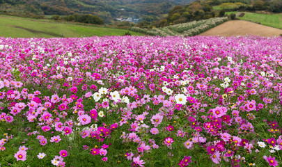 Pink Cosmos flower field