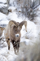 A Bighorn Sheep In Snow