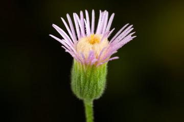 Erigeron acris flower or bitter fleabane flower or blue fleabane flower is herbaceous plant....