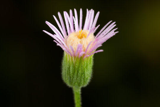 Erigeron acris flower or bitter fleabane flower or blue fleabane flower is herbaceous plant. Close-up of flower Erigeron acer.