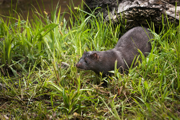Adult American Mink (Neovison vison) in Grass