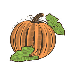 Pumpkin in vintage style