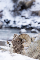 A Bighorn Sheep In Snow