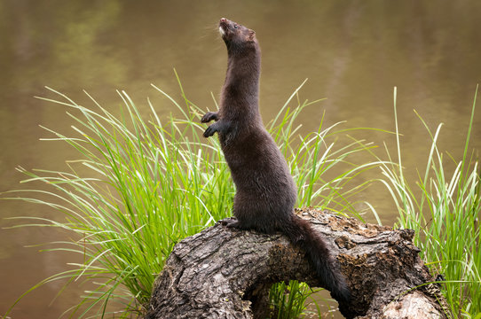 Adult American Mink (Neovison vison) Stands Facing Left