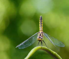 Yellow dragonfly on branch.
