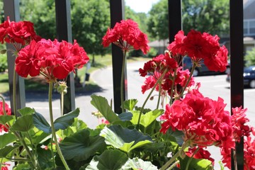 Red Geranium flowers on balcony