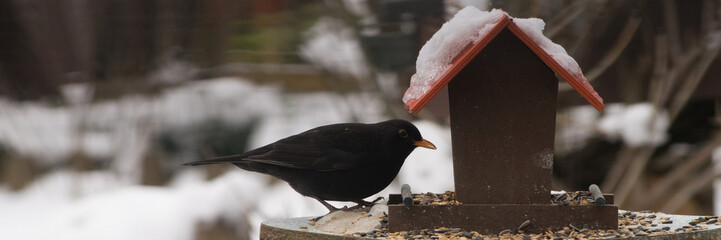Amsel an einem Vogelhaus - Banner