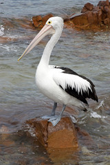 Fototapeta na wymiar Brillenpelikan, Emu Bay, Kangaroo Island, Australien