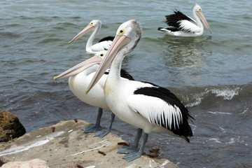 Brillenpelikan, Emu Bay, Kangaroo Island, Australien