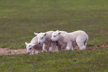 Obraz premium Spring Lambs in grass meadow playing