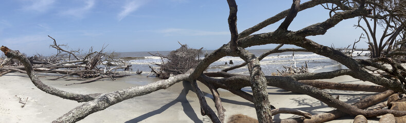 Panorama of downed trees and driftwood from passing storm. Hunting Island, South Carolina. Horizontal.