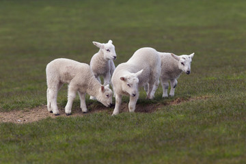 Fototapeta premium Spring Lambs in grass meadow playing