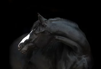 Photo sur Plexiglas Chevaux Portrait du cheval noir avec la ligne blanche de sa tête sur le fond noir