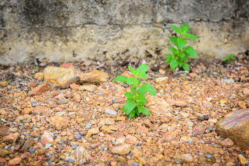 Close up holy basil tree