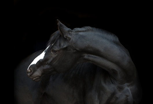 Portrait of the black horse  with white line of his head on the black background