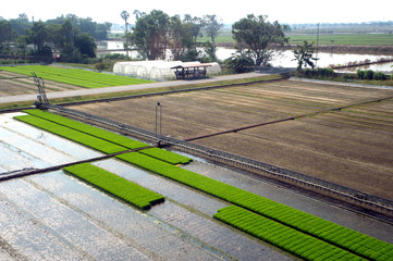 Rice planting season for the start of the rainy season in Thailand.