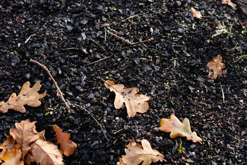 oak leaves in a pile of black coal