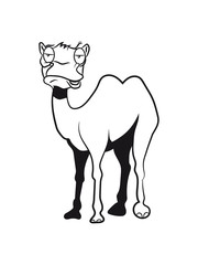 Camel funny tired