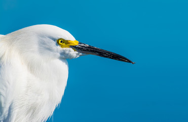 extreme close up of a snowy egret