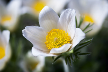 White Pasque Flower