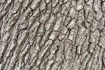 Naklejka premium texture of tree