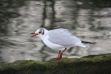mouette