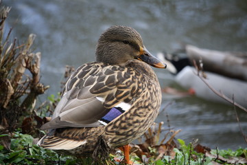 Canard