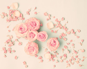 Pink roses and petals over pastel background