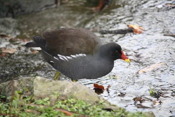 Canard