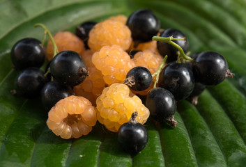 Blackcurrant yellow raspberries on a wooden table, ripe raspberries and currants, berries, food for sale, small business, agriculture,