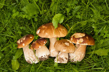 Boletus Edulis. Edible White Mushrooms Boletus Edulis On Green Grass Outdoor Top View. Delicate Mushrooms.