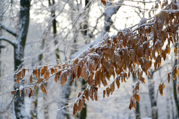 Branch of a beechen tree (Fagus sylvatica L.) with autumn leaves