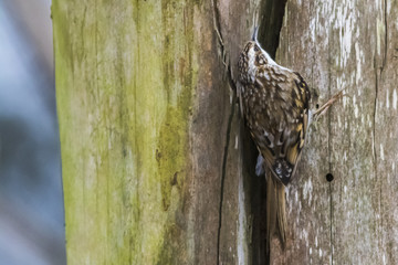 Waldbaumläufer (Certhia familiaris)