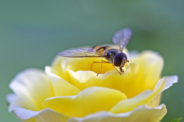 Rose mit Schwebefliege