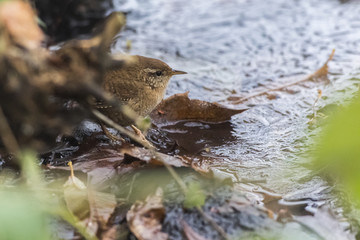 Zaunkönig (troglodytes troglodytes)