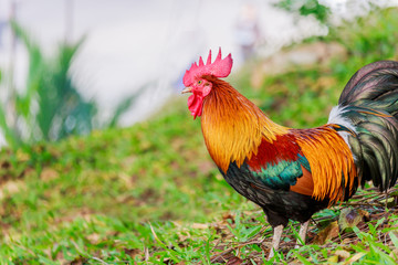 colorful rooster on green nature background