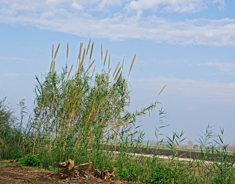 nature at Hulla valley, Israel