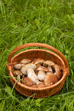 Delicate Mushrooms. Fresh Forest Edible Mushrooms Boletus Edulis In Wicker Basket On Green Grass Outdoor. Top View And Copyspace.