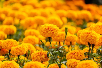 Marigolds flowers in the garden