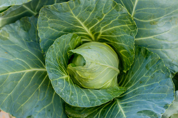 Obraz premium Organic Cabbage. Fresh Green Head of Cabbage on the Field.