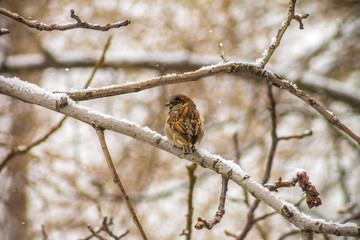 sparrow sitting on a tree branch with snow, winter